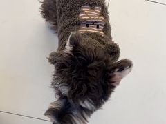 -怪兽屋·羊驼·猫咖·狗咖(俊华广场店)