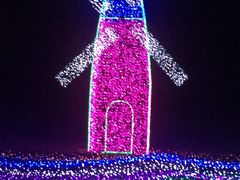 -杭州湾海上花田景区