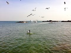 -海合安青岛极地海洋公园