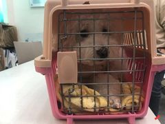 -爱诺耐芙动物医院(万博店)