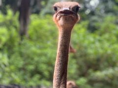 -海南热带野生动植物园