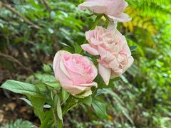 -广州白江湖森林公园