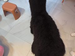 -我爱猫咪·猫咖·狗咖·安哥拉兔·羊驼咖(小寨华旗店)