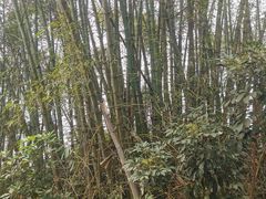 -大屏嶂森林公园