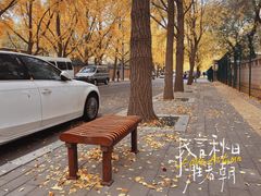 -三里屯东五街银杏大道