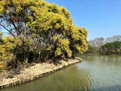 -大湾区中央湿地公园