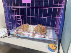 -小伙伴宠物医院•急重症转诊中心·老年专科·犬猫全科(北大街总院)