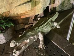 -海口观澜湖火山温泉谷