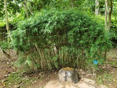 -中国科学院西双版纳热带植物园