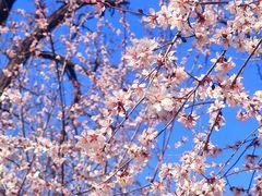 -桃花堤公园