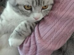 -吉丁鸟咖·异宠·寄养