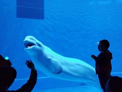 -芜湖新华联大白鲸海洋公园