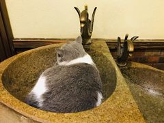 -more than meow吴止猫主题餐厅(承德 中船汇店)