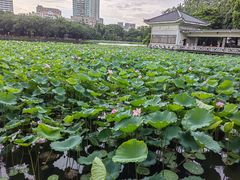 -荔湾湖公园