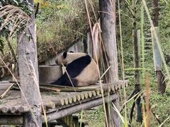 -中国大熊猫保护研究中心雅安碧峰峡基地