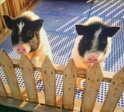 -萌宠亲子动物乐园(槐房万达店)