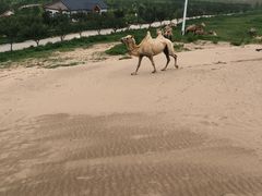 -古柏渡飞黄旅游区