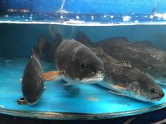 -望海潮海鲜店 特色家常菜(在海一方店)