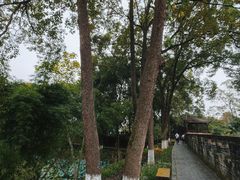 -桂湖森林公园