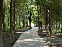 -溱湖国家湿地公园