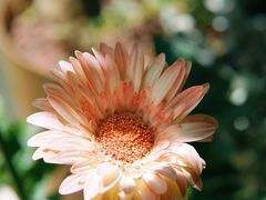 -花十悦·鲜花咖啡餐厅(振业城一期店)