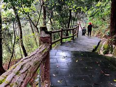 -铁山坪森林公园