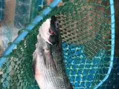 -宾朋海鲜美食餐厅·特色美食(兴海路店)