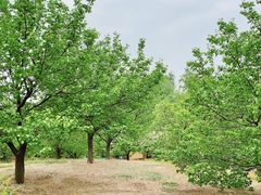 -尚庄度假村·庭台树下·户外烧烤·团建CS·轰趴营地(上庄水库店)