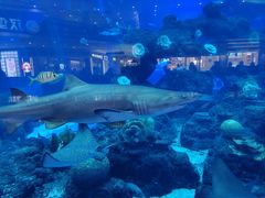 -成都浩海立方海洋公园