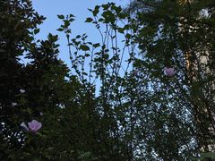 -星巴克(金谊广场店)