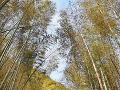 -午潮山国家森林公园
