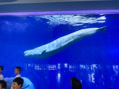 -泉城欧乐堡海洋极地世界
