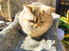 -喵屿·大理花园猫咖