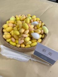 -太湖雪蚕桑文化园
