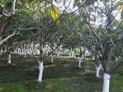 -花溪公园