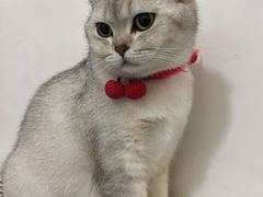 -中农国际动物医院24小时·猫科·骨科·急重症中心