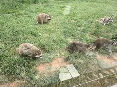-秦皇岛野生动物园