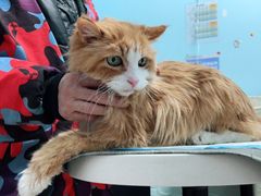 -纳吉亚猫专科动物医院博雅分院