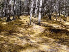 -苏木山森林公园