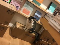 -猫的天空之城概念书店(苏州平江店)