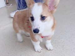 -萌兽医馆·宠物医院·猫骨科(创景店)