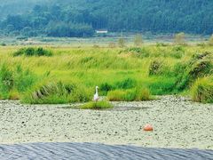 -腾冲北海湿地