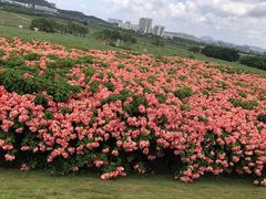 -光明小镇欢乐田园