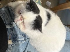 -藏猫猫咖啡主题馆(中央大道店)