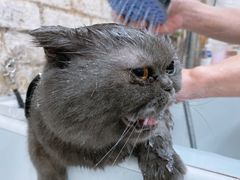 -八公叔叔宠物美容连锁(春申店)