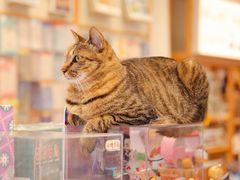 -猫的天空之城概念书店(杭州南宋御街店)