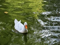 -西安市长乐公园