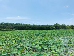 -大湾区中央湿地公园