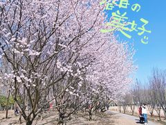 -太阳宫公园