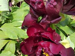 -洛阳郁金香牡丹园